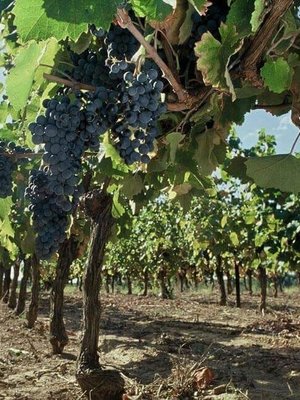 Abbaye Sylva Plana Faug?®res Rouge, Les Novices 2024