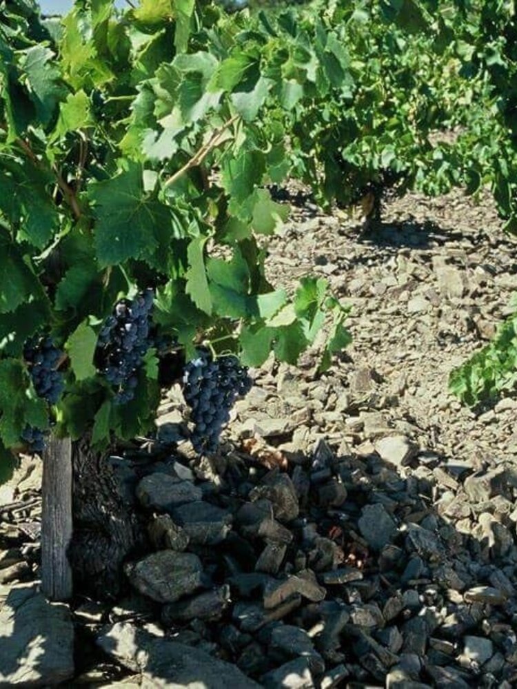 Abbaye Sylva Plana Faugères Rouge 'La Part du Diable' 2016