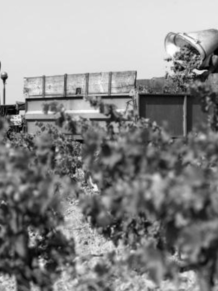 Domaine Singla Asencio BIO 2023