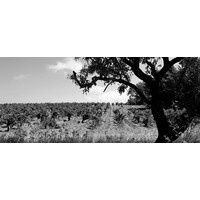 Domaine Singla Héritage de Temps Rivesaltes Tuilé 2022 - 0,50L (voorheen Rivesaltes Grenat)
