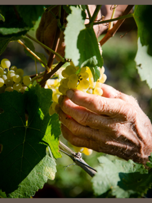 St. Michael Eppan Muller Thurgau Classico 2020