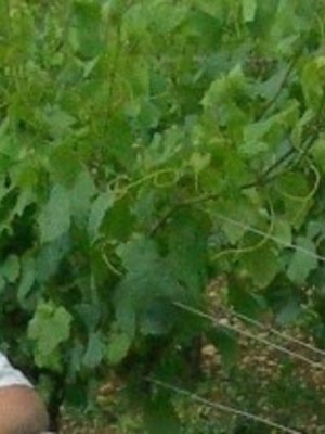 Jean Goulley Petit Chablis 2023
