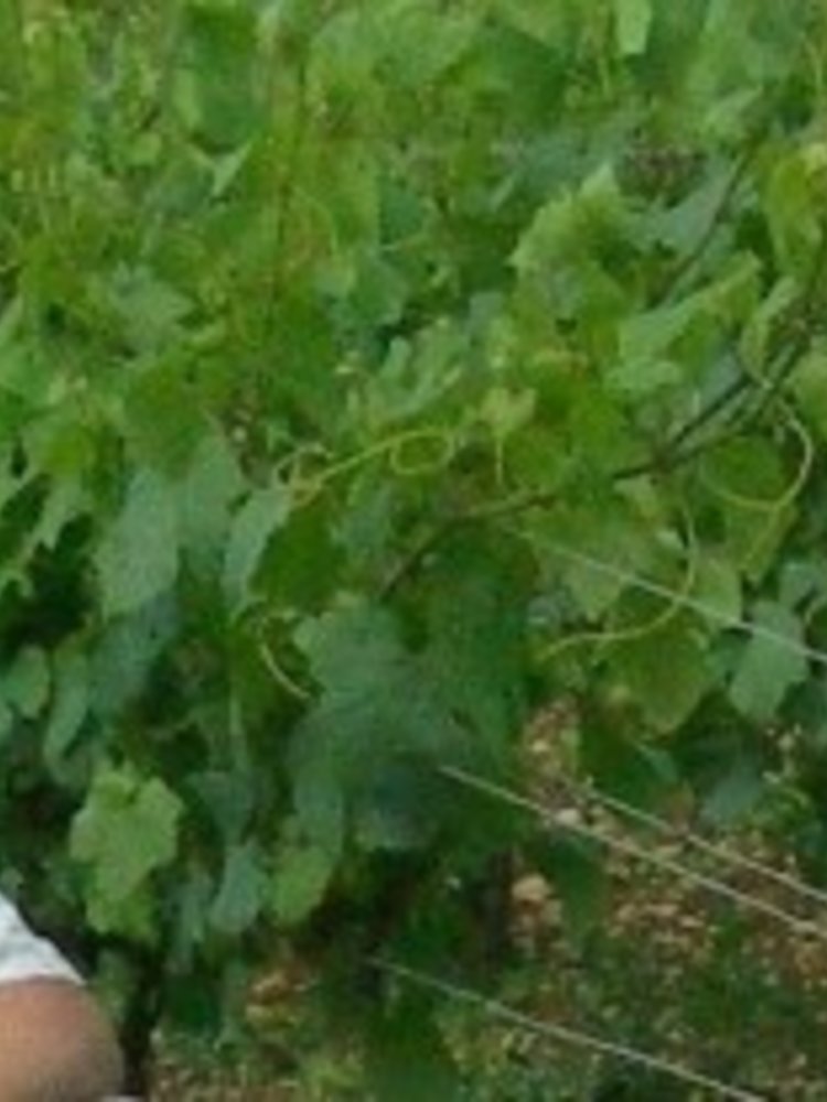 Jean Goulley Petit Chablis 2023
