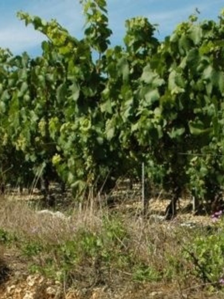 Jean Goulley Petit Chablis 2023