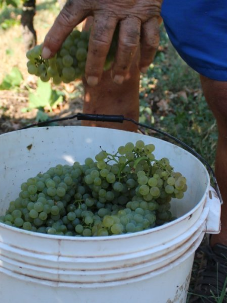 Pratello Riesling 2020