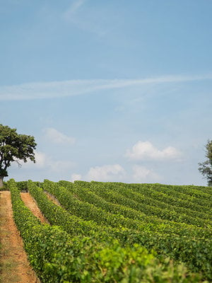 Tenuta di Sesta Rosso di Montalcino 2021