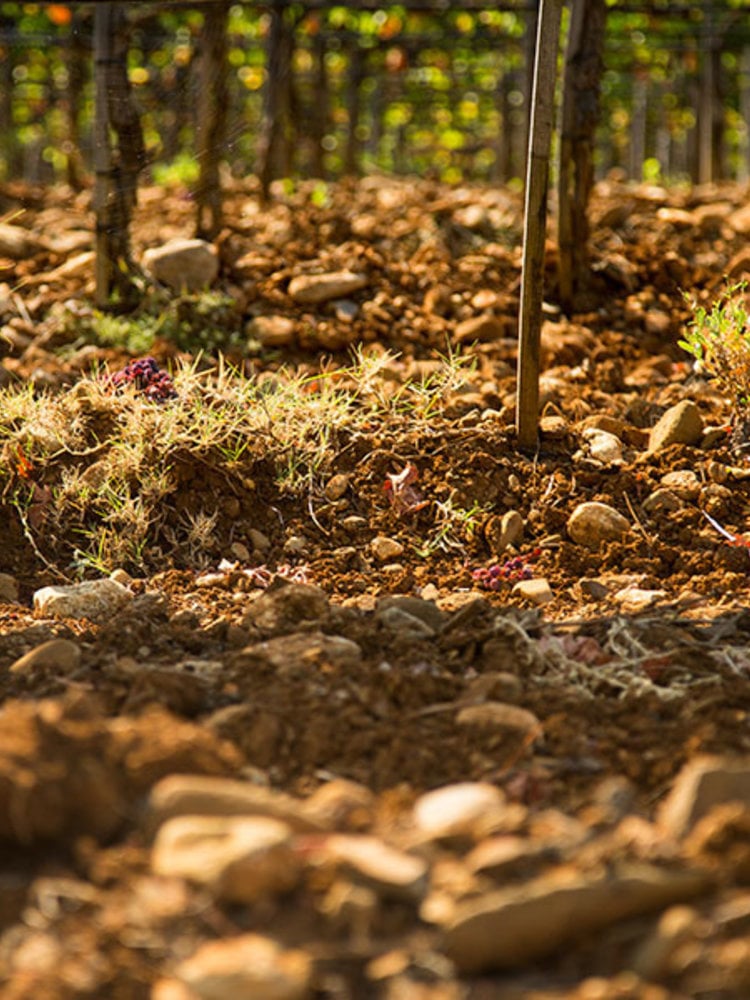 Tenuta di Sesta Rosso di Montalcino 2021