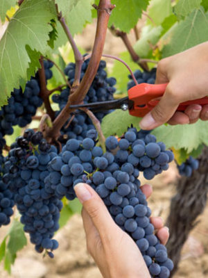 Tenuta di Sesta Rosso di Montalcino 2023