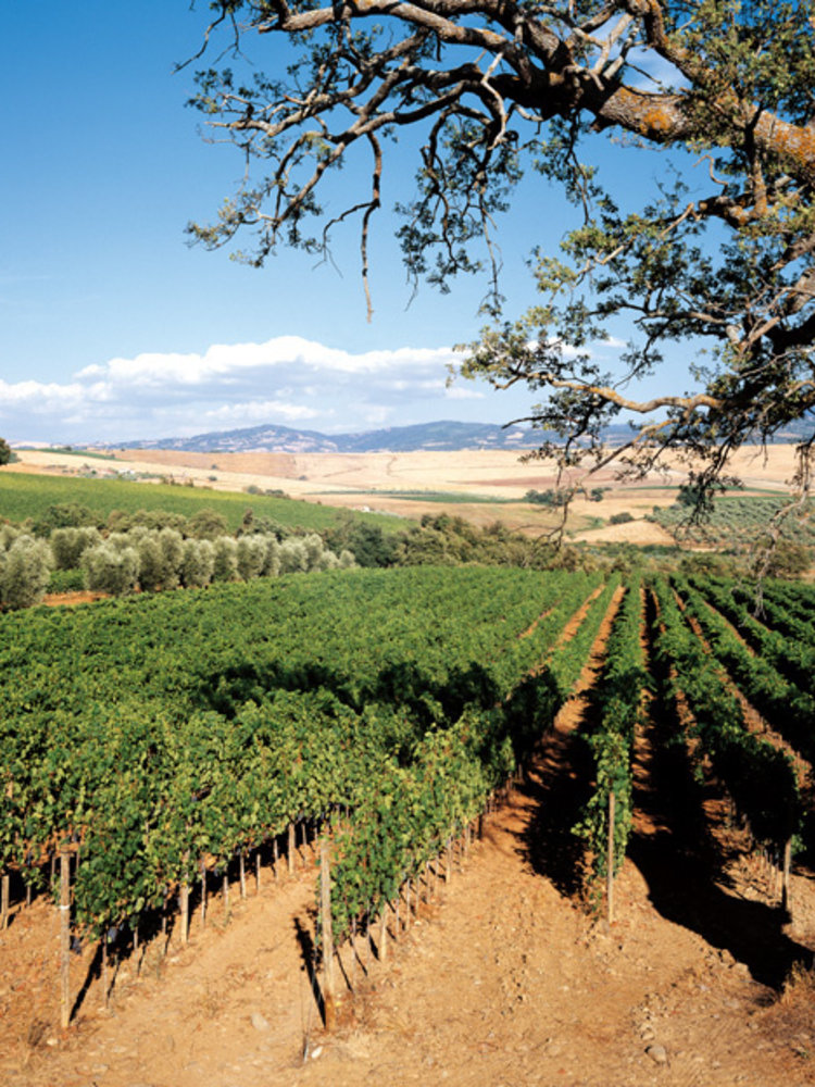 Tenuta di Sesta Camponovo 2024