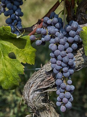 Negretti Langhe DOC Nebbiolo Minot 2023