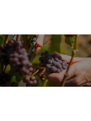 Reuilly Rouge 'Les Fossiles' BIO 2023