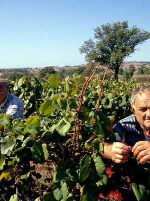 Nittardi Belcanto Chianti Classico BIO 2022