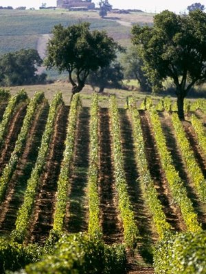 Nittardi Belcanto Chianti Classico BIO 2022