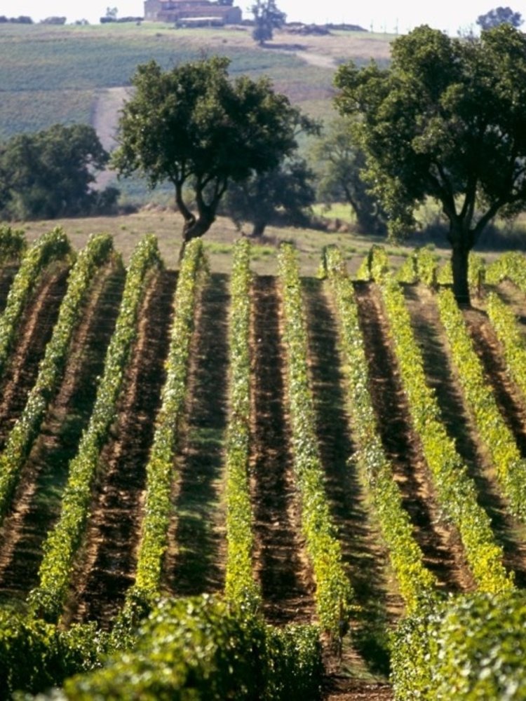 Nittardi Belcanto Chianti Classico BIO 2022