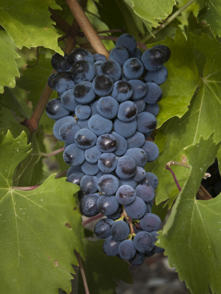 Nittardi Belcanto Chianti Classico BIO 2022
