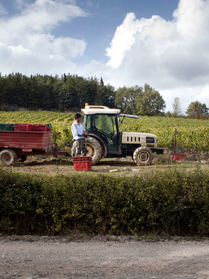 Nittardi Casanuova di Nittardi Chianti Classico 2021