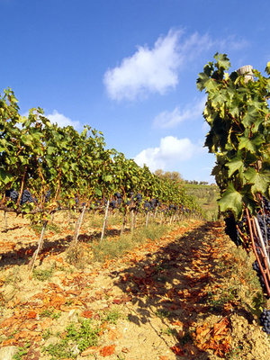 Nittardi Casanuova di Nittardi Chianti Classico 2021