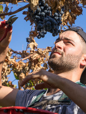 Venea  'Burbero' Montepulciano d'Abruzzo 2024