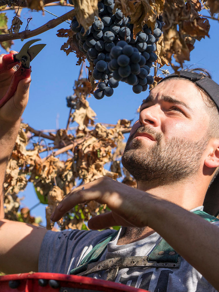Venea  'Burbero' Montepulciano d'Abruzzo 2024