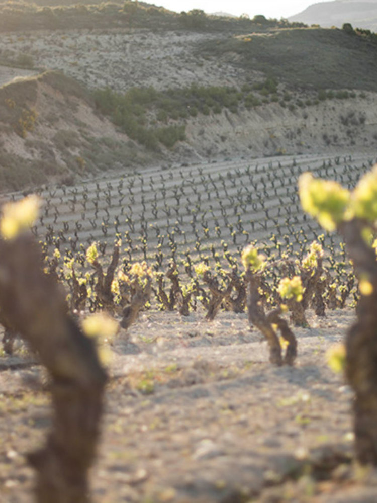 López de Haro Rioja Reserva 2019