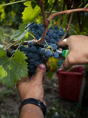 Nittardi Ad Astra 2022