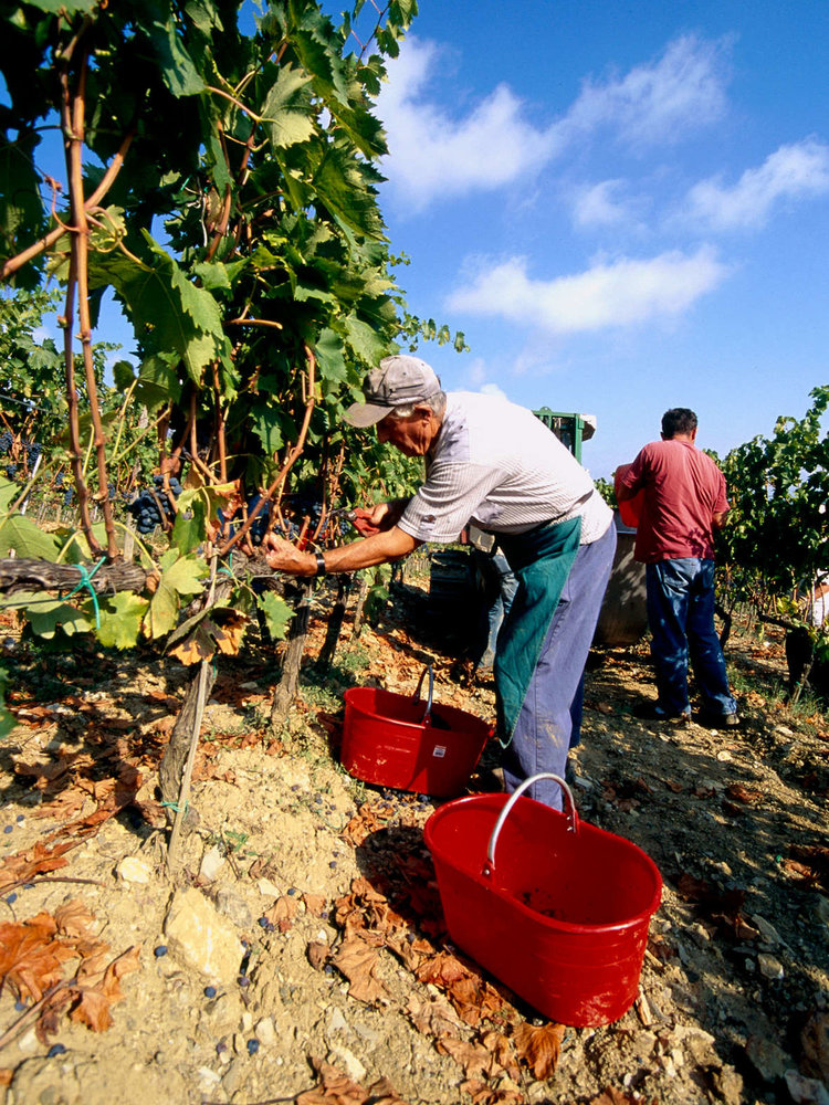 Nittardi Nectar Dei BIO 2021