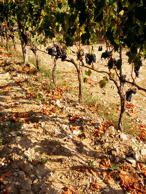 Nittardi Nectar Dei BIO 2021