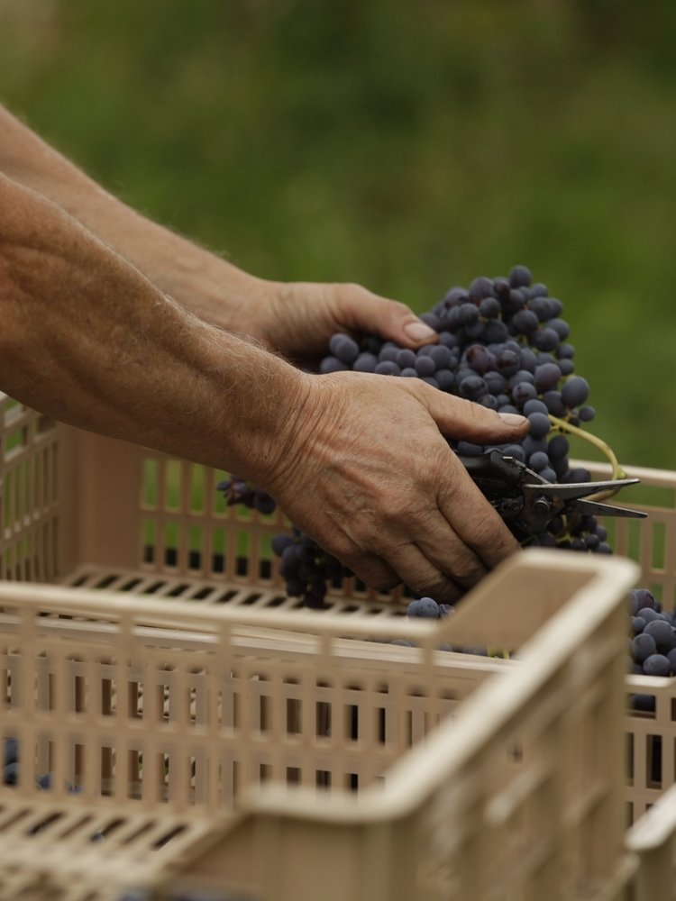 Brigaldara Amarone della Valpolicella Cavolo 2017