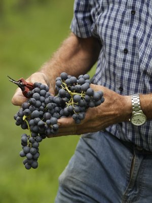 Brigaldara Amarone della Valpolicella Cavolo 2018