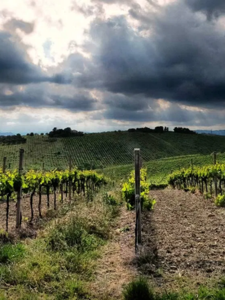 Velenosi Rosso Piceno BIO 2024