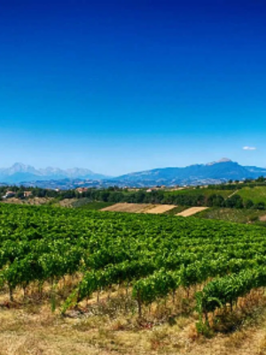 Velenosi Rosso Piceno BIO 2024