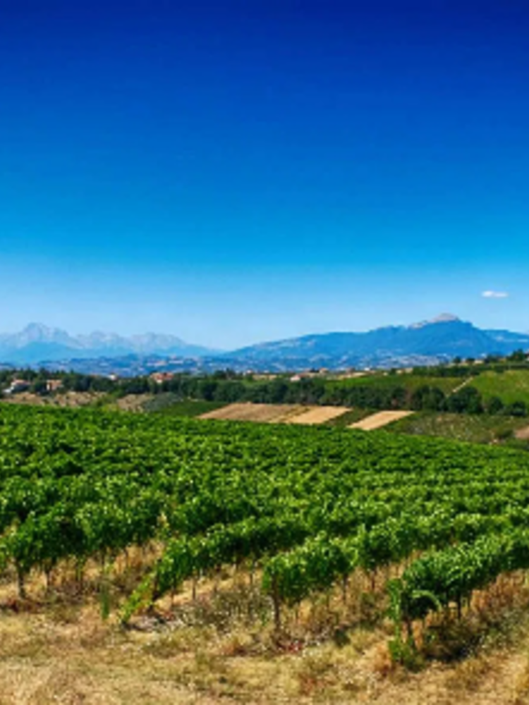 Velenosi Rosso Piceno BIO 2024