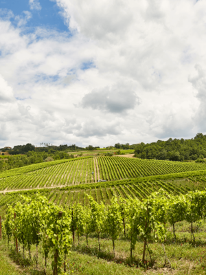 Villa Raiano Greco di Tufo 2022