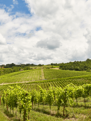 Villa Raiano Greco di Tufo 2024