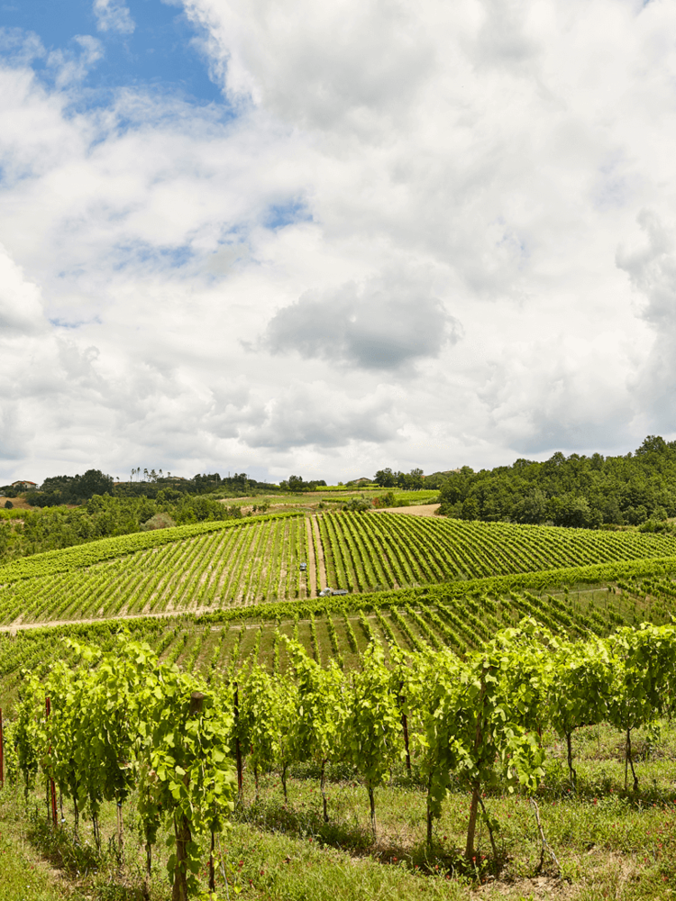 Villa Raiano Greco di Tufo 2020