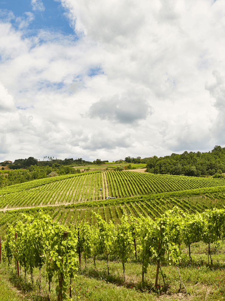 Villa Raiano Greco di Tufo 2024