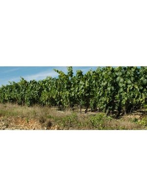 Jean Goulley Chablis 2023 - Half 0,375L
