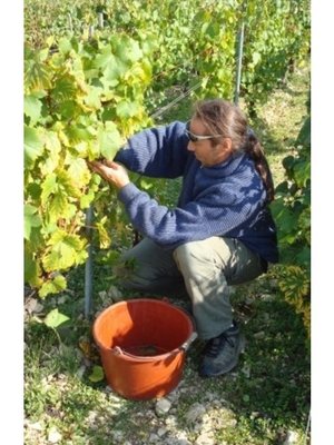 Jean Goulley Chablis 2023 - Half 0,375L