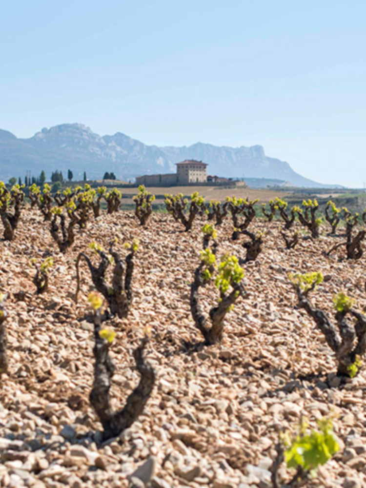 López de Haro Rioja Crianza 2019