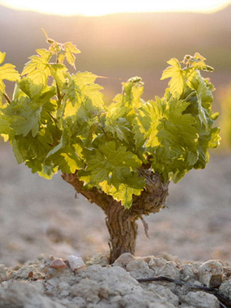 López de Haro Rioja Joven Tempranillo 2022