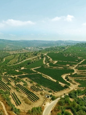 Domaine du Castel 'C' Blanc du Castel 2022