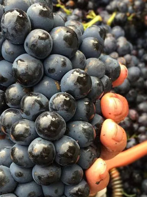 Chasselay Beaujolais Nouveau 2025