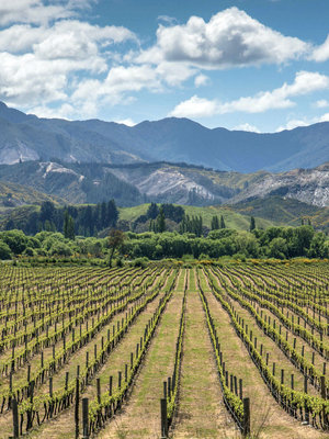 Gravel and Loam Sauvignon Blanc 2021