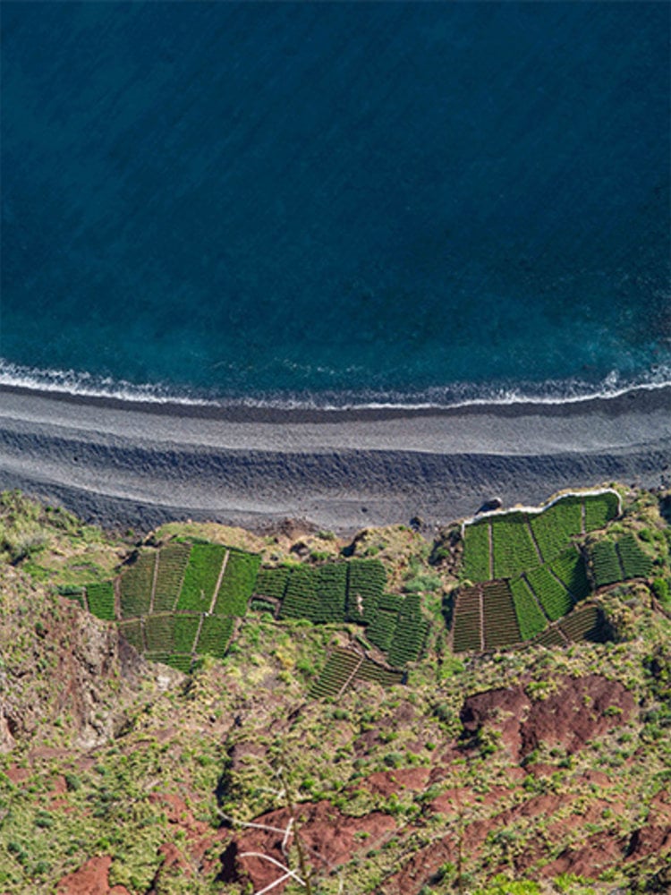 D'Oliveiras Madeira Terrantez 1978