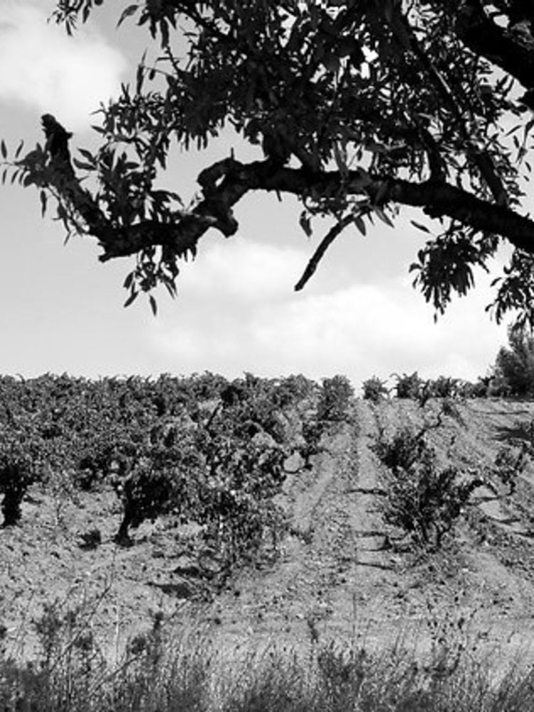 Domaine Singla Heritage de Temps Rivesaltes Ambre 1959