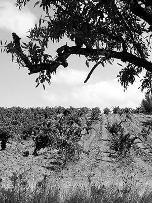 Domaine Singla Heritage de Temps Rivesaltes Ambre 1961