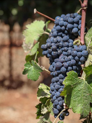 Galil Mountain Cabernet Sauvignon 2020