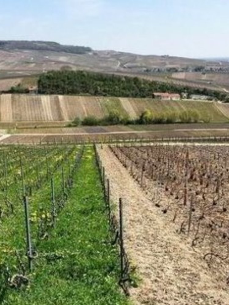 Champagne Grand Cru Grand Blanc 2015