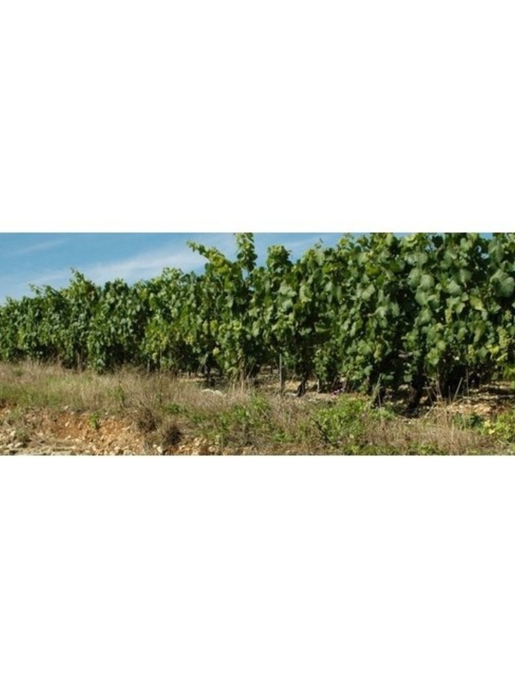 Jean Goulley Chablis BIO 2023