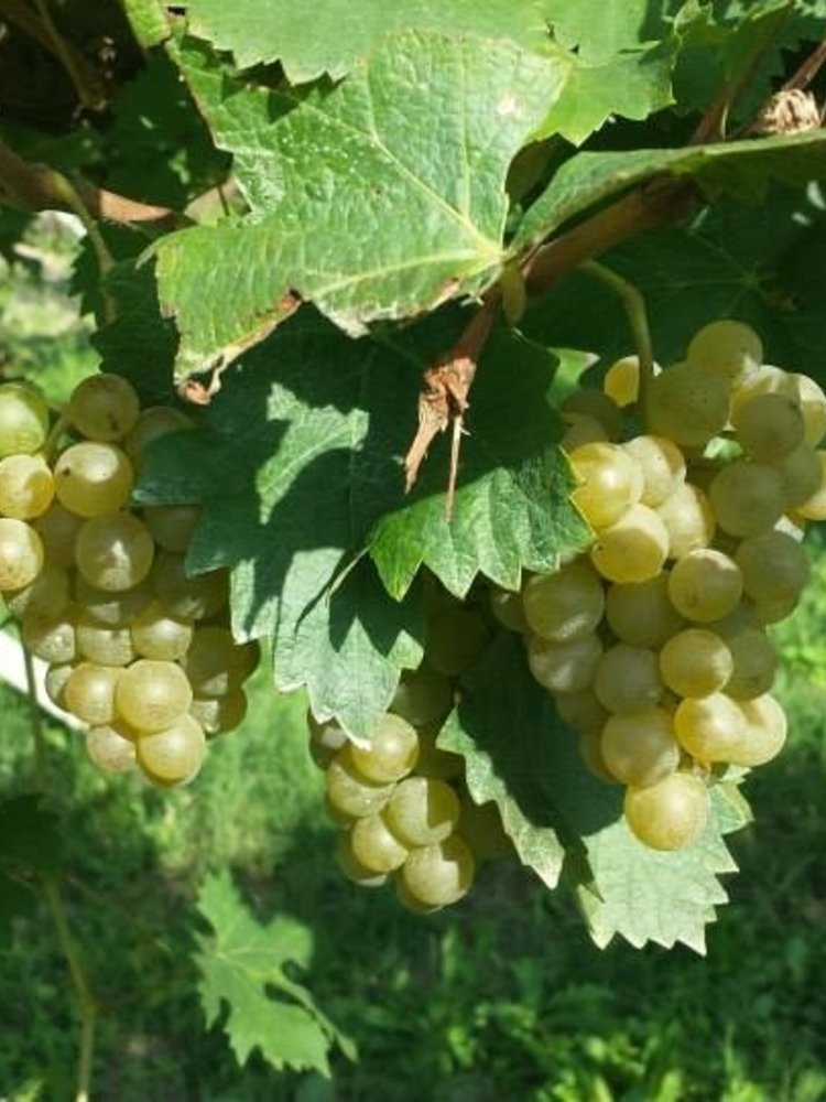 Mario Giribaldi Moscato d'Asti 2025